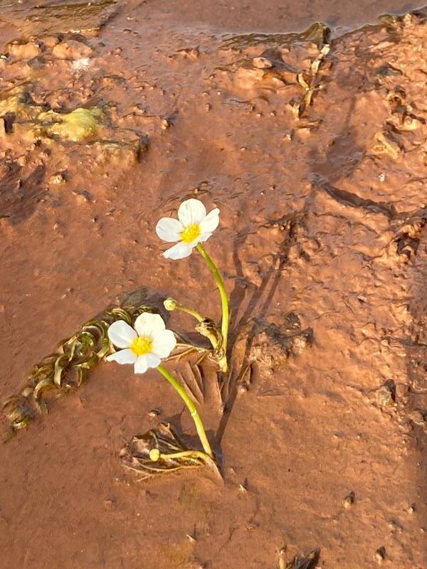 La Lettre INTER-Médiés – Mars 2026